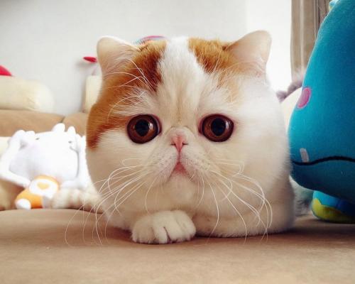 Сѧʱż ׶԰Ԫʱͣ԰